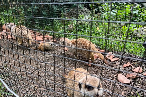 Trois bébés suricates sont nés en juin 2023