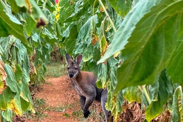 Un wallaby a été aperçu dans un champ, près de Pont-l'Abbé-d'Arnoult en Charente-Maritime.