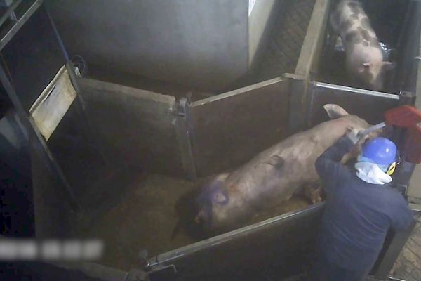 Cette image à l'abattoir de Briec est tirée de la vidéo rendue publique par L214 en mai 2021