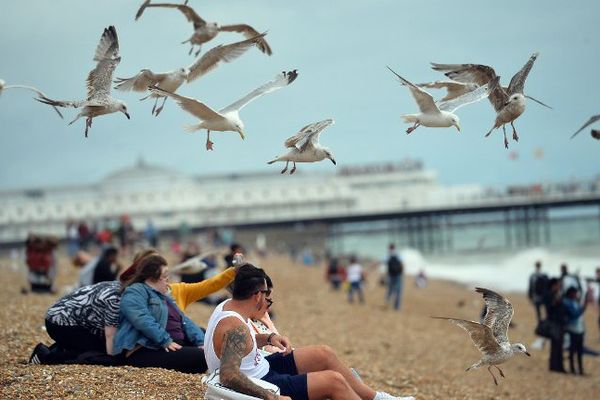 Les mouettes sont de moins en moins tolérées sur la côte sud de l'Angleterre.