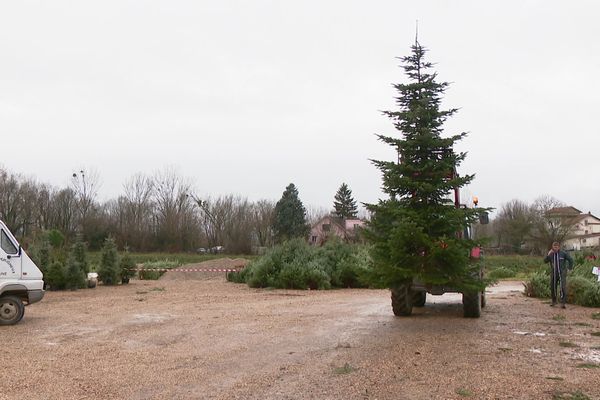 Dans l'Ain, les premiers sapins se sont vendus le 3 novembre. Ils sont coupés au dernier moment pour garder leur fraîcheur.