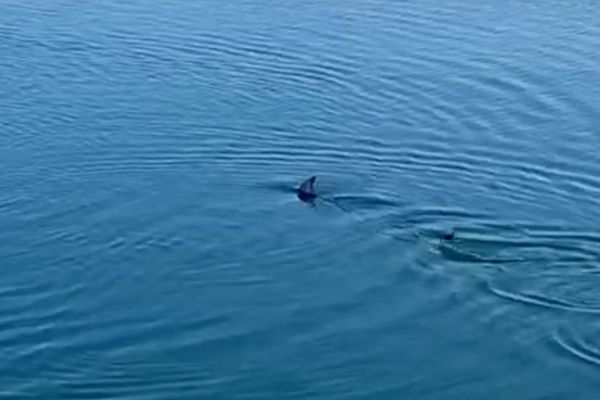 Le lancier, ou marlin de Méditerranée, vu ce jeudi après-midi dans le port de Saint-Tropez