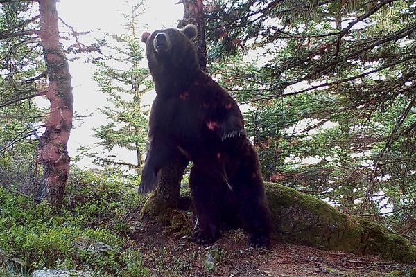 Photo d'un ours capturée par le dispositif de suivi de la faune sauvage dans les Pyrénées.