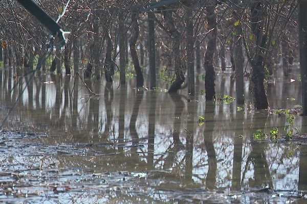 A Sames, dans les Pyrénées-Atlantiques, les vergers ont toujours les pieds dans l'eau suite aux inondations.