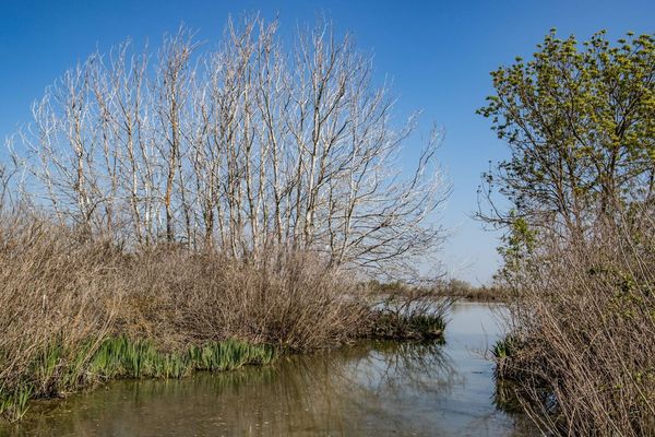 La Camargue est mise à l'honneur dans le quatrième épisode de WWF Immersion 360°