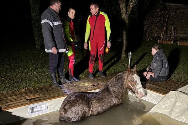 Intervention pour un cheval tombé dans une piscine à Rigny-le-Ferron, le soir du jeudi 05 décembre 2024.