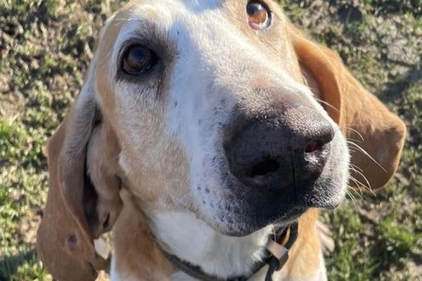 Horus, chien abandonné présent à la SPA de Dole.