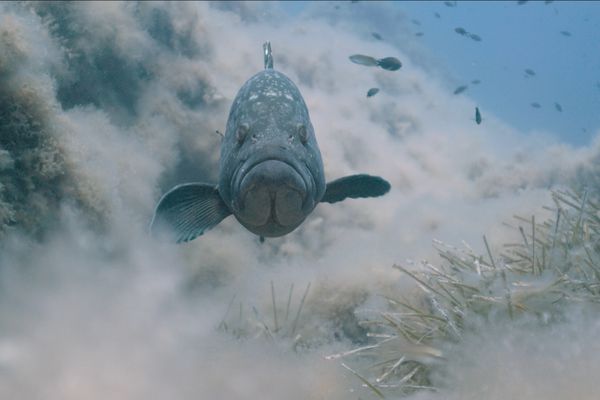 Jean-Charles Granjon, biologiste et cinéaste, nous emmène à la découverte du son naturel de la mer, nous proposant de comprendre l'écho acoustique de ses habitants.