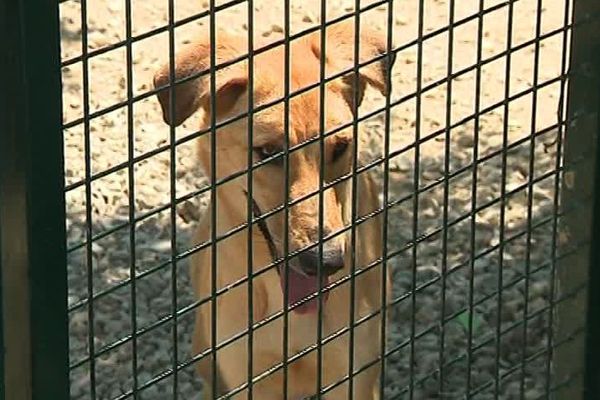 L'un des chiens du refuge animalier de Rivesaltes "Un gîte, une gamelle"