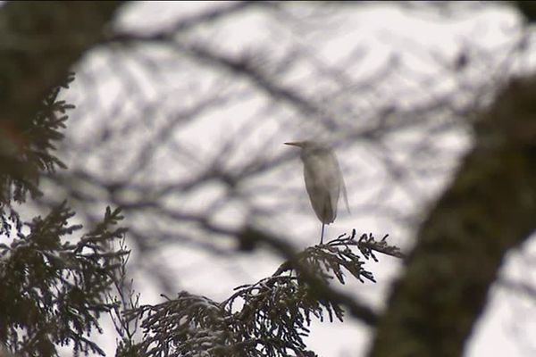 Aigrette blanche au bord du lac Saint-Point