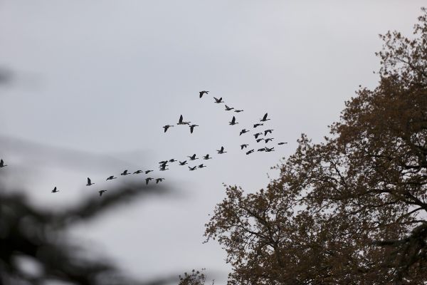 Une zone de contrôle grippe aviaire a été mise en place dans l'Allier à compter du 23 février.