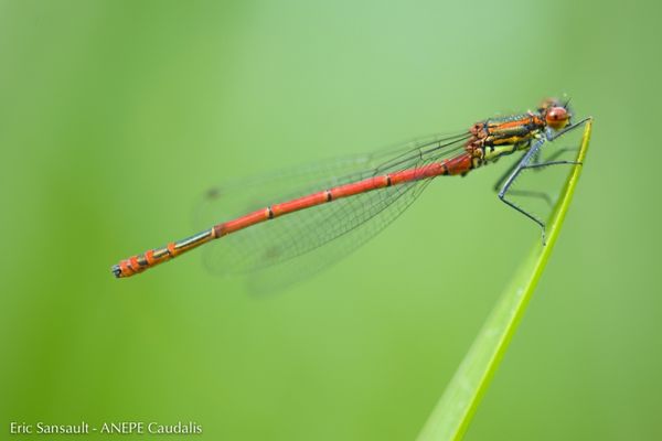 La petite nymphe à corps de feu, photographiée en Indre-et-Loire. Les libellules témoignent de l'état de santé de nos écosystèmes, aquatiques et terrestres