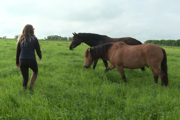 Au sein de la pension pour chevaux, les écuries des Liées, dans les Deux-Sèvres (79), les équidés renouent avec leur instinct et la vie de troupeau.