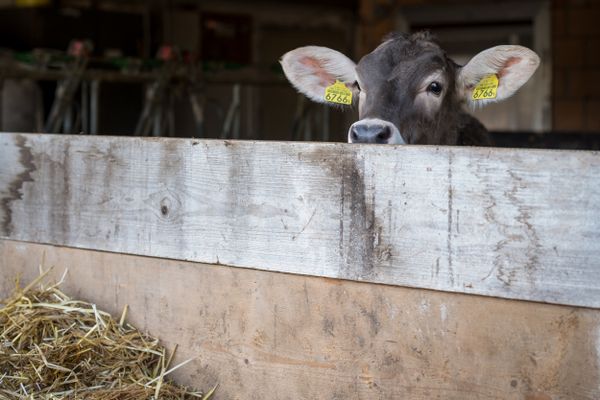 Illustration. Dans le village d'Aarwangen (Suisse), le bruit des cloches des vaches divise la population.