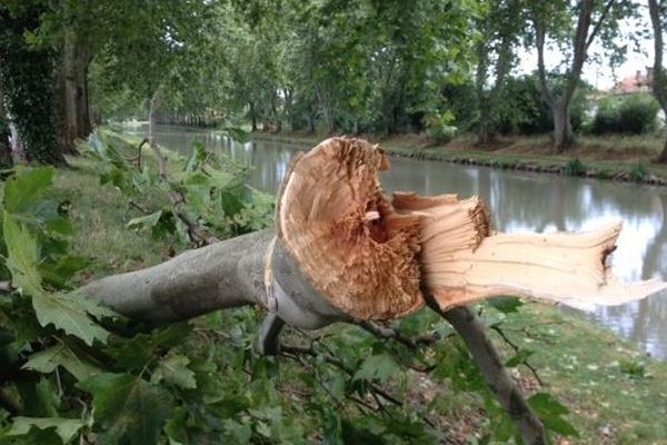 Un arbre sectionné par le vent au bord du canal. Le 6 juillet 2014