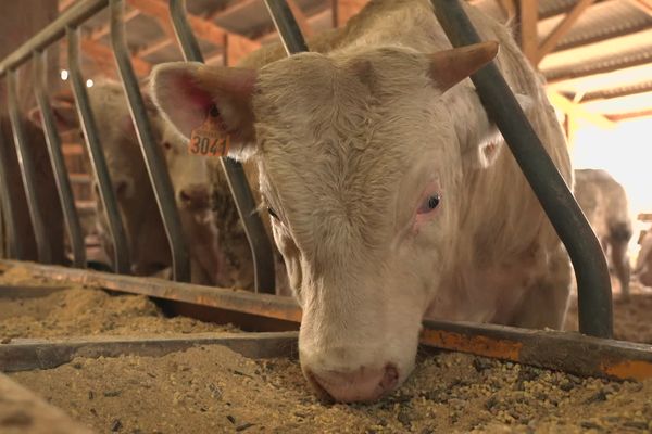 Le commissaire enquêteur a rendu un avis défavorable sur le projet de ferme de 3100 bovins.