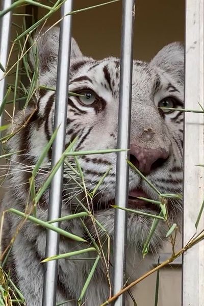 Tigresse recueillie le 21 août 2024 au Zoo-refuge de la Tanière - Nogent-le-Phaye (Eure-et-Loir)