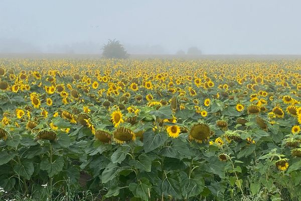 Surnomée la "fleur-soleil", le tournesol s'invite pourtant dans les champs de Normandie, au point de parfois remplacer les champs de colza.