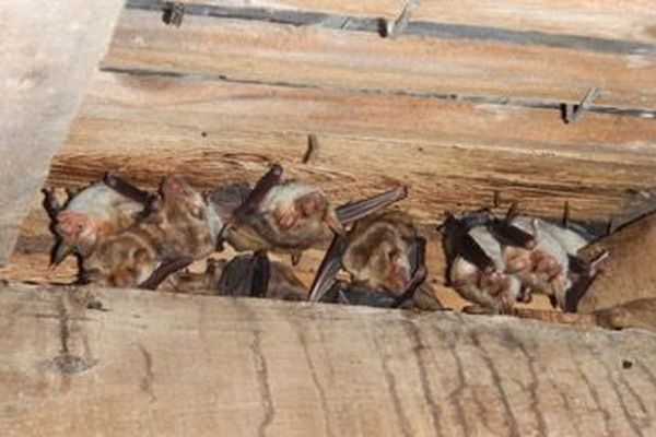 Colonie de mise bas de Grands Murins (Myotis myotis) 