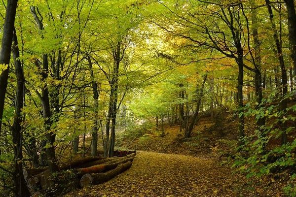 Le mois d'octobre en forêt 