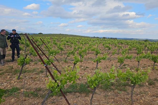 Vol dans les vignes : La gendarmerie de l'Hérault a multiplié ses patrouilles et appelle à la plus grande vigilance.