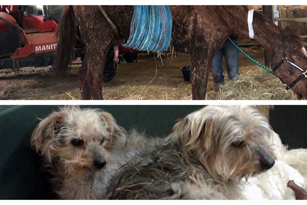 Le cheval a dû être perfusé et maintenu par un hamac car trop faible pour rester debout tout seul. Malheureusement, la jument et l’un des chiens sont morts quelques jours après leur sauvetage. 
