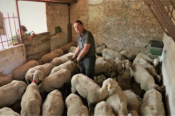 Des malinois ont, de nouveau, attaqué le troupeau de Fabrice Soubeyran, berger de Teyran.