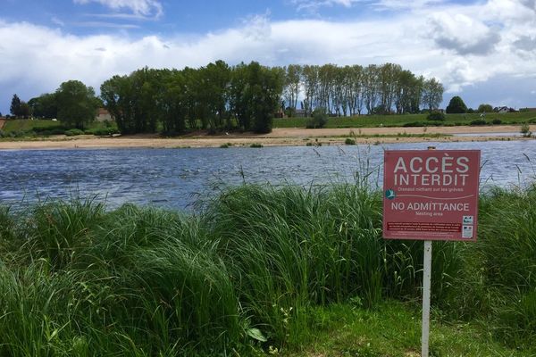 L'île aux sternes à Nevers fait l'objet d'un arrêté préfectoral pour protéger la nidification.