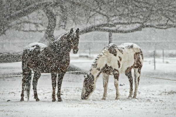 Neige dans le Nord et le Pas-de-Calais à partir de la fin de semaine, selon Météo France.