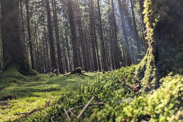 Forêt de Poitou-Charentes