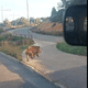 Un sanglier a été aperçu en train de traversé la voie à la sortie du rond-point de la Lyre au ord de Montpellier dans l'Hérault, ce dimanche 17 novembre 2024.