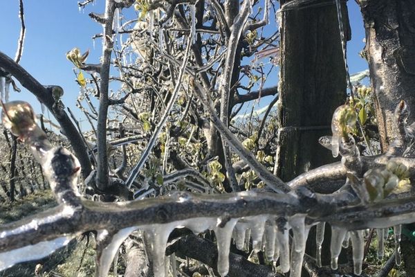 L'aspersion est une technique qui permet de protéger les bourgeons du gel, en protégeant le végétal par une poche de glace.