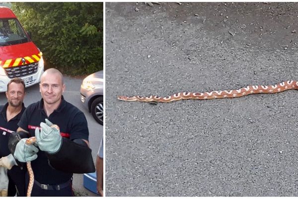 Un serpent exotique a été capturé par les secours dans les rues d'Etrembières en Haute-Savoie.