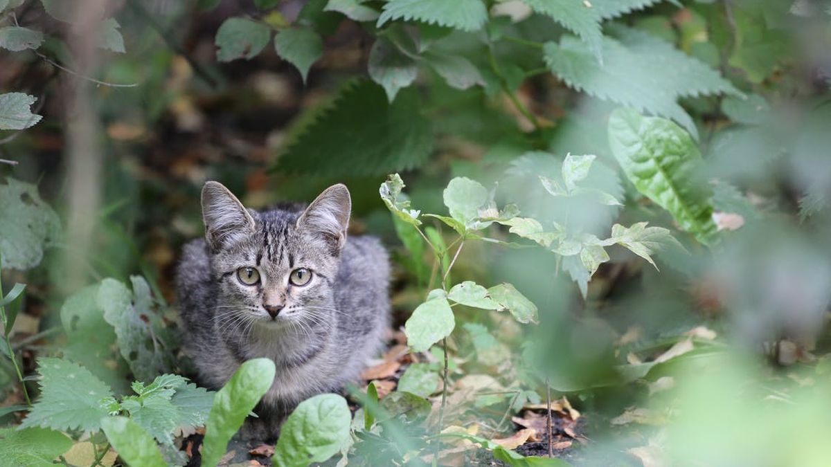 De Mysterieuses Disparitions De Chats Inquietent Les Habitants D Un Village