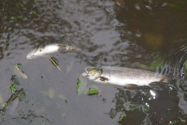 Après le déversement de boues dans la retenue de Saint-Aignan (Morbihan), plusieurs dizaines de truites sont mortes. Selon l'association de pêche de Pontivy, c'est la pire pollution constatée depuis plus de 40 ans.