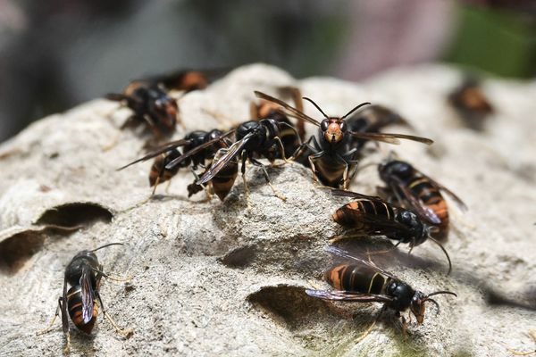 Nid de frelon asiatique.