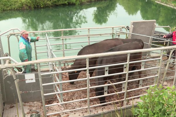 Les bovins s'installent dans l'embarcadère pour traverser le Sèvre niortaise.