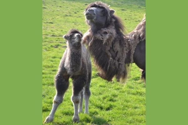 Un bébé chameau a vu le jour au parc animalier d'Arnay-sous-Vitteaux, en Côte d'Or, au mois d'avril 2013. 