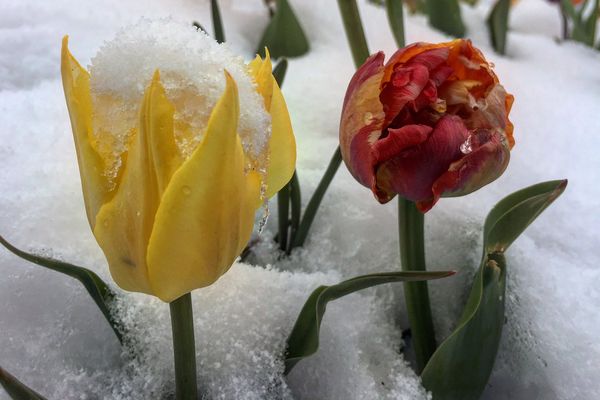 Printemps et hiver se côtoient dans les Alpes en cette fin de mois d'avril.