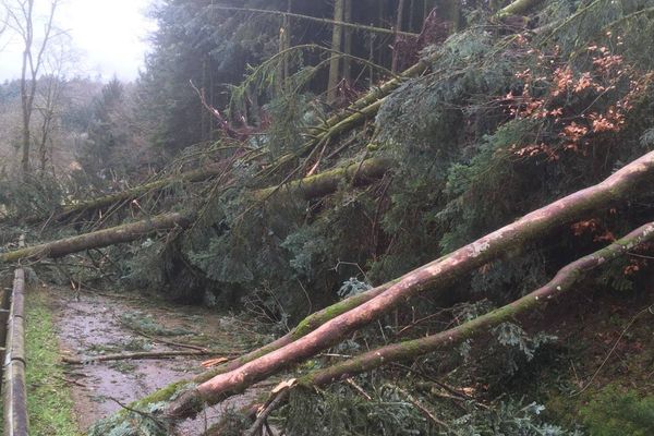 A La Voivre en Haute-Saône, plusieurs arbres sont tombés