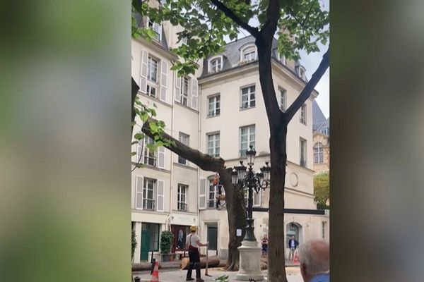 L'abattage d'un arbre iconique au centre de Paris aurait-il pu être évité ?