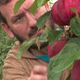 Antoine Grasser, producteur de pommes à Tagnon dans les Ardennes