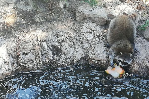 Les soigneurs du Parc animalier d'Auvergne (63) distribuent des glaces au melon aux ratons laveurs pour les rafraîchir. 