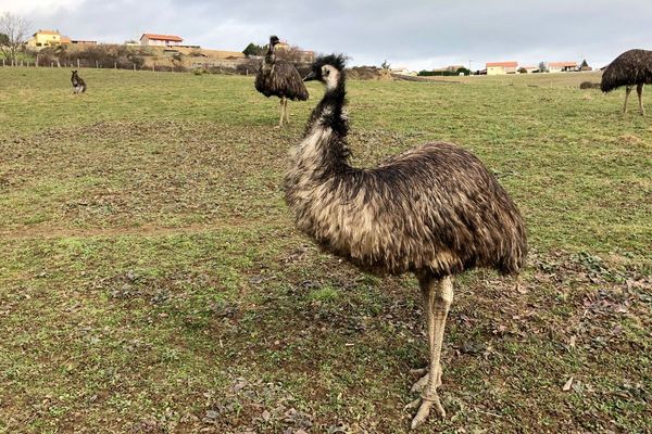 Le parc zoologique abrite 5 espèces d'animaux australiens, notamment des wallabies et des émeus 