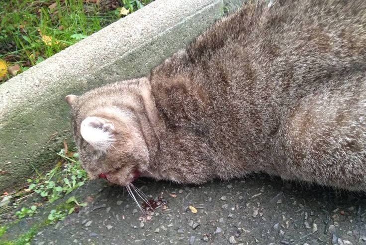 Saint Herblain Pres De Nantes Mystic Le Chat Roue De Coups Et Lance Contre Un Mur Est Sorti De La Clinique