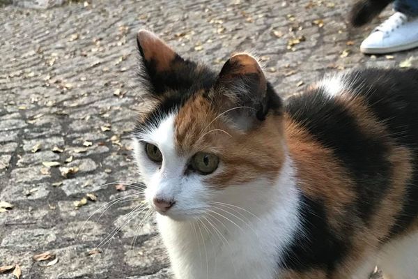  Nice délivre un badge de "nourrisseur" de chats de rue.