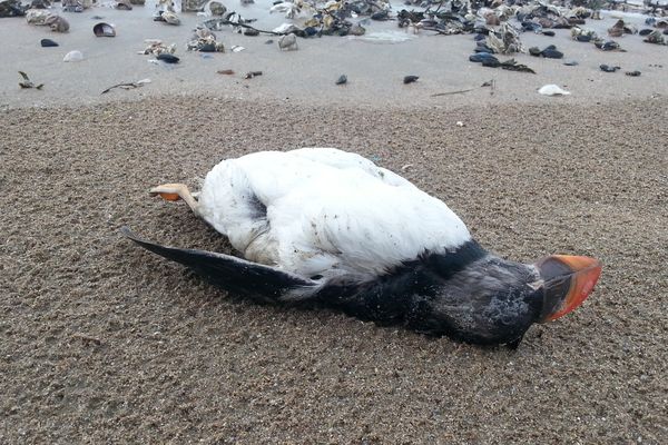 Un macareux mort découvert sur une plage.