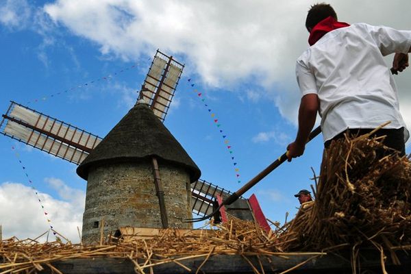 Moissons à l'ancienne devant le dernier moulin à vent de Haute-Normandie