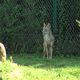 Trois coyotes sont arrivés au domaine des fauves aux Abrets en Dauphiné, en Isère - 2024