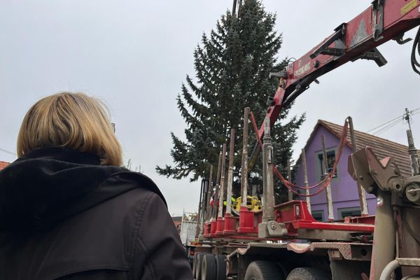 Le petit sapin de 30 centimètres en 1990 va devenir LE sapin de Noël 2024 de Haguenau.